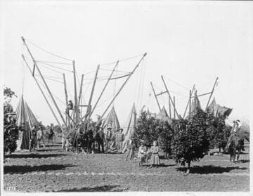 Derrick placing fumigation tent over tree
