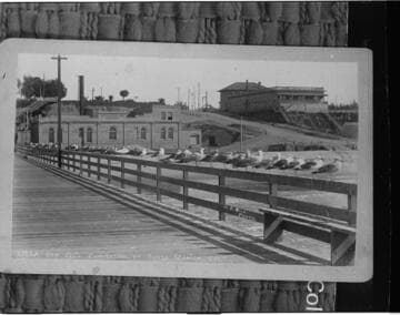 A Sea Gull Convention, at Santa Monica, Cal