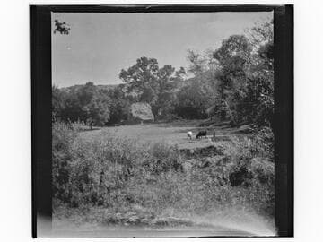 Landscape with cows grazing