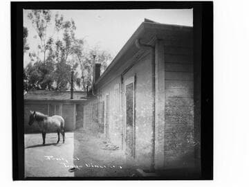 Pony at Lake Vineyard