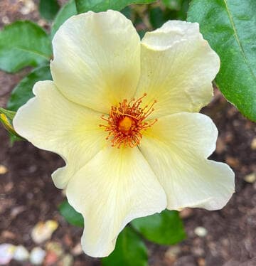 Rosa 'Captain Thomas'