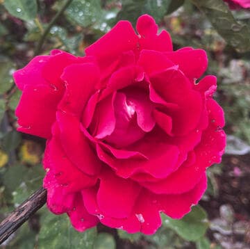 Rosa 'Frances Ashton'