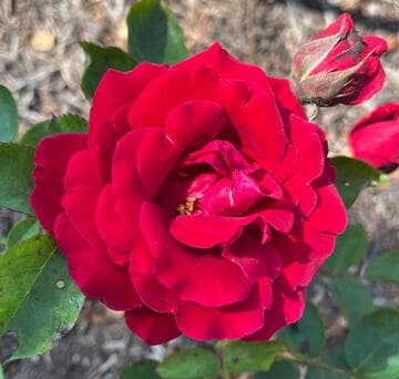 Rosa 'California Centennial'