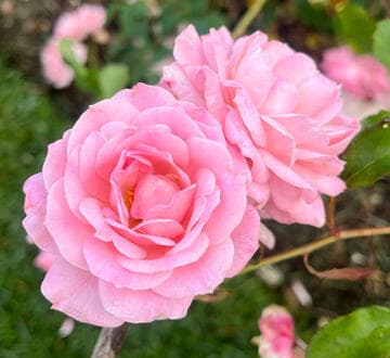 Rosa 'Drummer Boy'