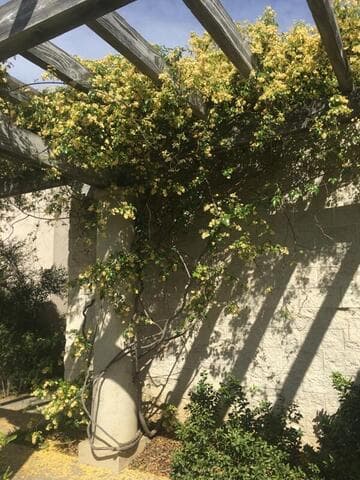 Pandorea pandorana 'Lemon Bells'