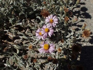Lessingia filaginifolia 'Silver Carpet'