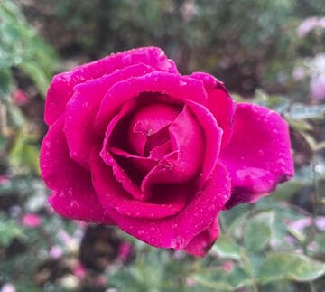 Rosa 'Crimson Glory'