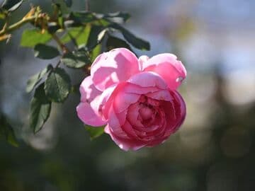 Rosa 'Huntington Rose'