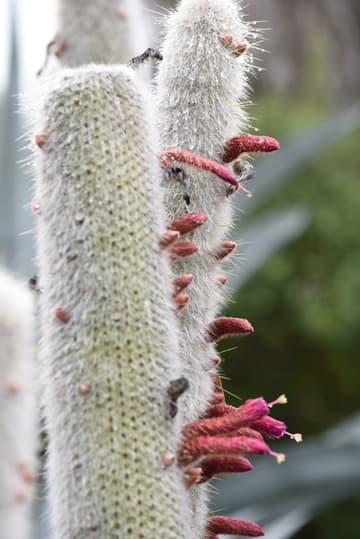Cleistocactus strausii
