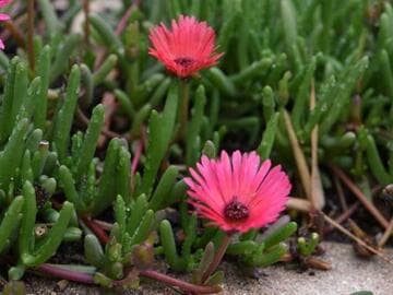 Cephalophyllum framesii