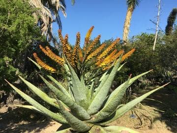 Aloe marlothii