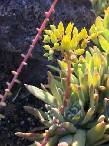 Dudleya caespitosa