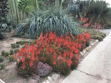Aloe virens