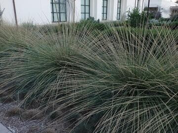 Muhlenbergia rigens