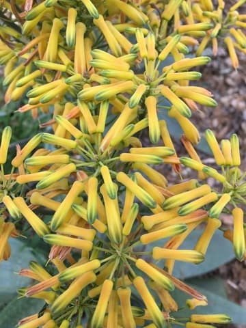 Aloe buhrii