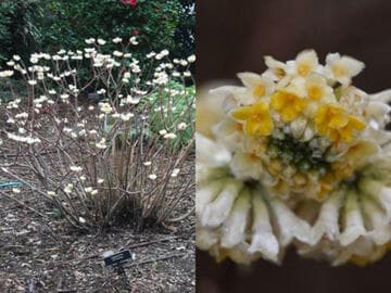 Edgeworthia chrysantha