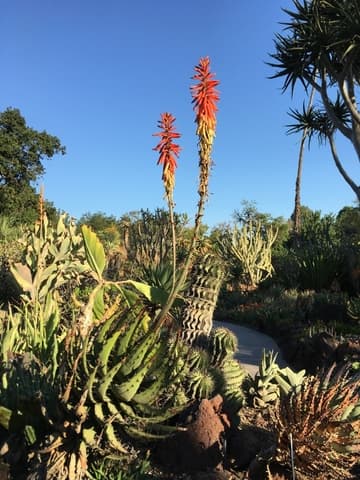 Aloe melanacantha