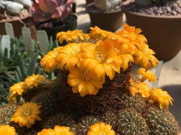 Sulcorebutia arenacea