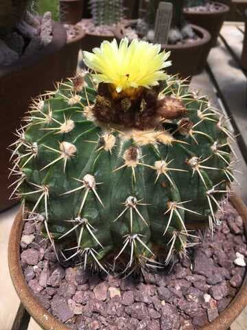Parodia erinacea