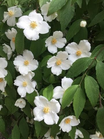 Philadelphus