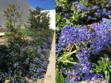 Ceanothus 'Joyce Coulter'
