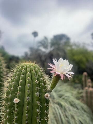 Trichocereus terscheckii