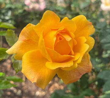 Rosa 'Sutter's Gold'