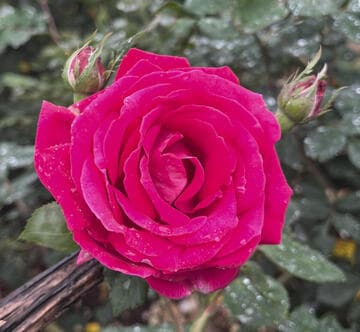 Rosa 'Sweet Spirit'