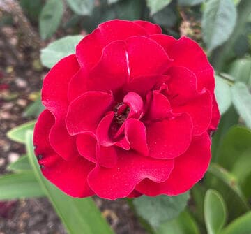 Rosa 'H. C. Anderson'