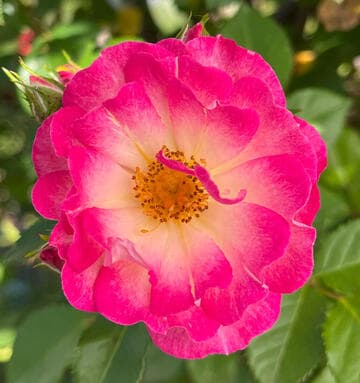 Rosa 'Cupid's Kisses'