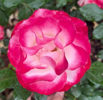 Rosa 'Cherry Parfait'