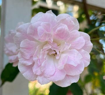 Rosa 'Champney's Pink Cluster'