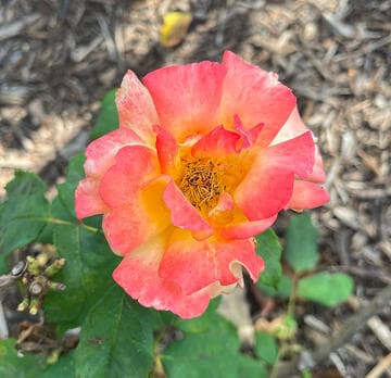 Rosa 'Freddie Mercury'