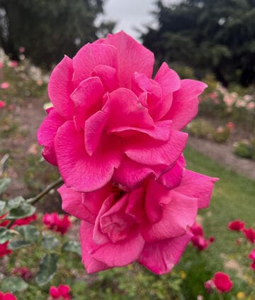 Rosa 'Texas Centennial'