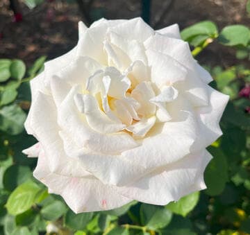 Rosa 'Secret's Out!'