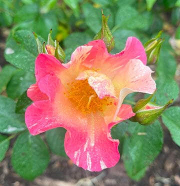 Rosa 'School Spirit'