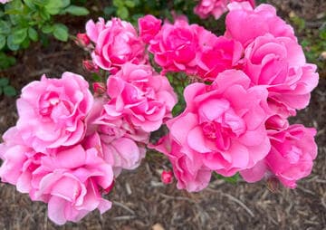 Rosa 'Pink Lafayette'