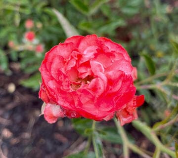 Rosa 'Orange Mother's Day'