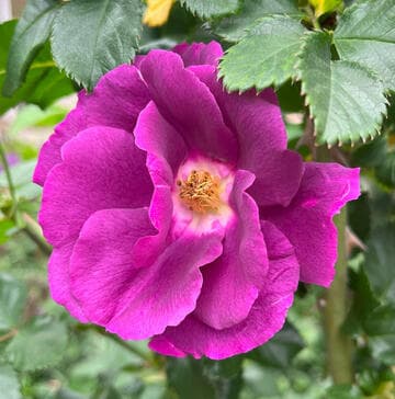 Rosa 'Rhapsody in Blue'