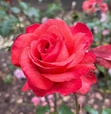 Rosa 'Robert Clements'