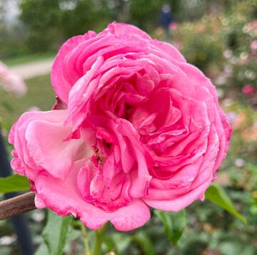 Rosa 'La Rose de Molinard'