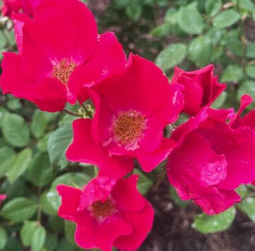 Rosa 'Kirsten Poulsen'