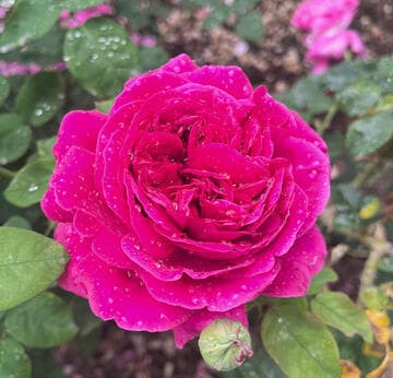 Rosa 'The Dark Lady'