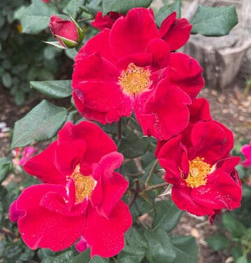 Rosa 'Top Gun'