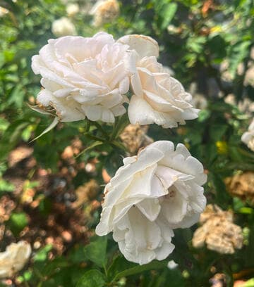 Rosa 'Mademoiselle de Sombreuil'