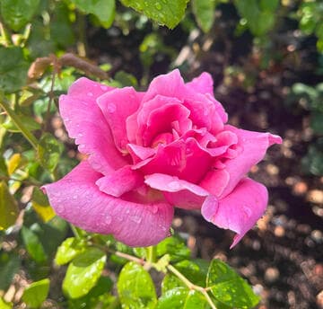 Rosa 'Pink Favorite'