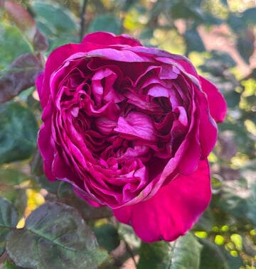 Rosa 'Rouge Royale'
