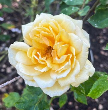 Rosa 'Evona's Yellow'
