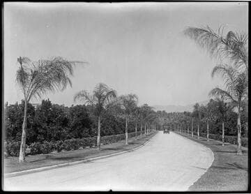 Road through citrus orchard going up to the house
