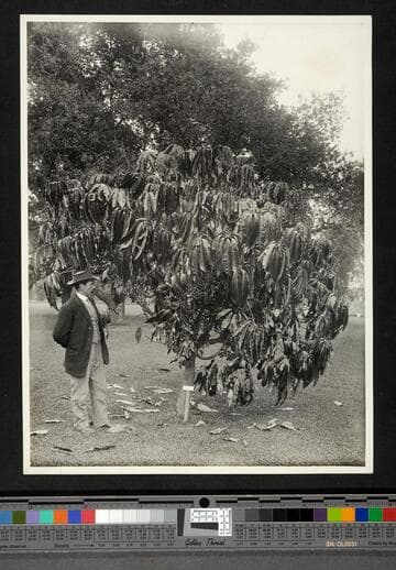 William Hertrich standing next to a small tree in the Huntington garden